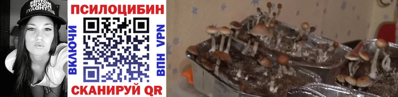 Псилоцибиновые грибы ЛСД Юрьев-Польский